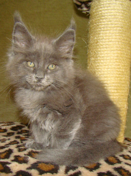     Catsvill County!   !    !       !!!    Catsvill County +7-926-544-74-09     .   ,   ,   ,    ,   ,  ,     ,   -,    ,   !